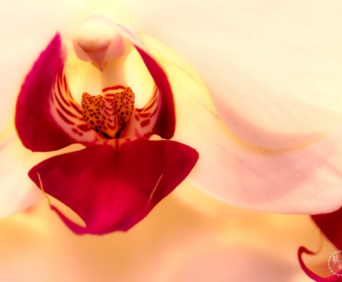 Orchid Tounge