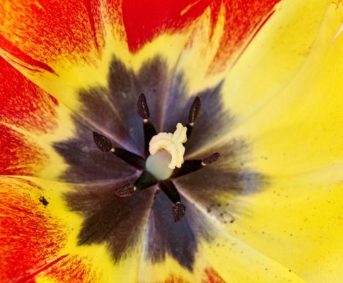 Inside Tulip